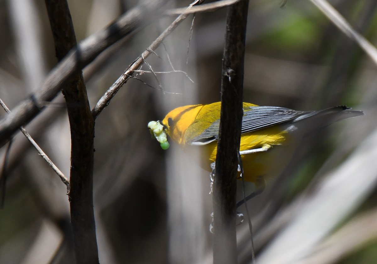 Prothonotary Warbler - ML159996831