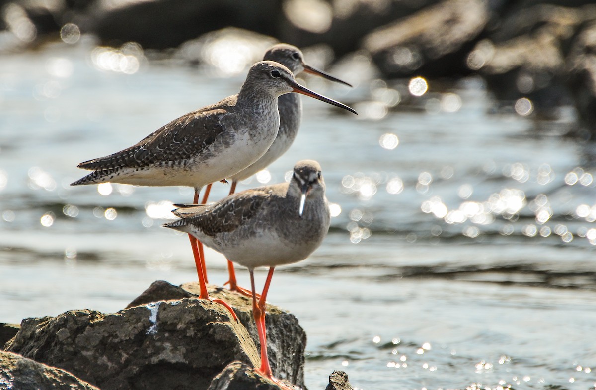 Spotted Redshank - ML159998661