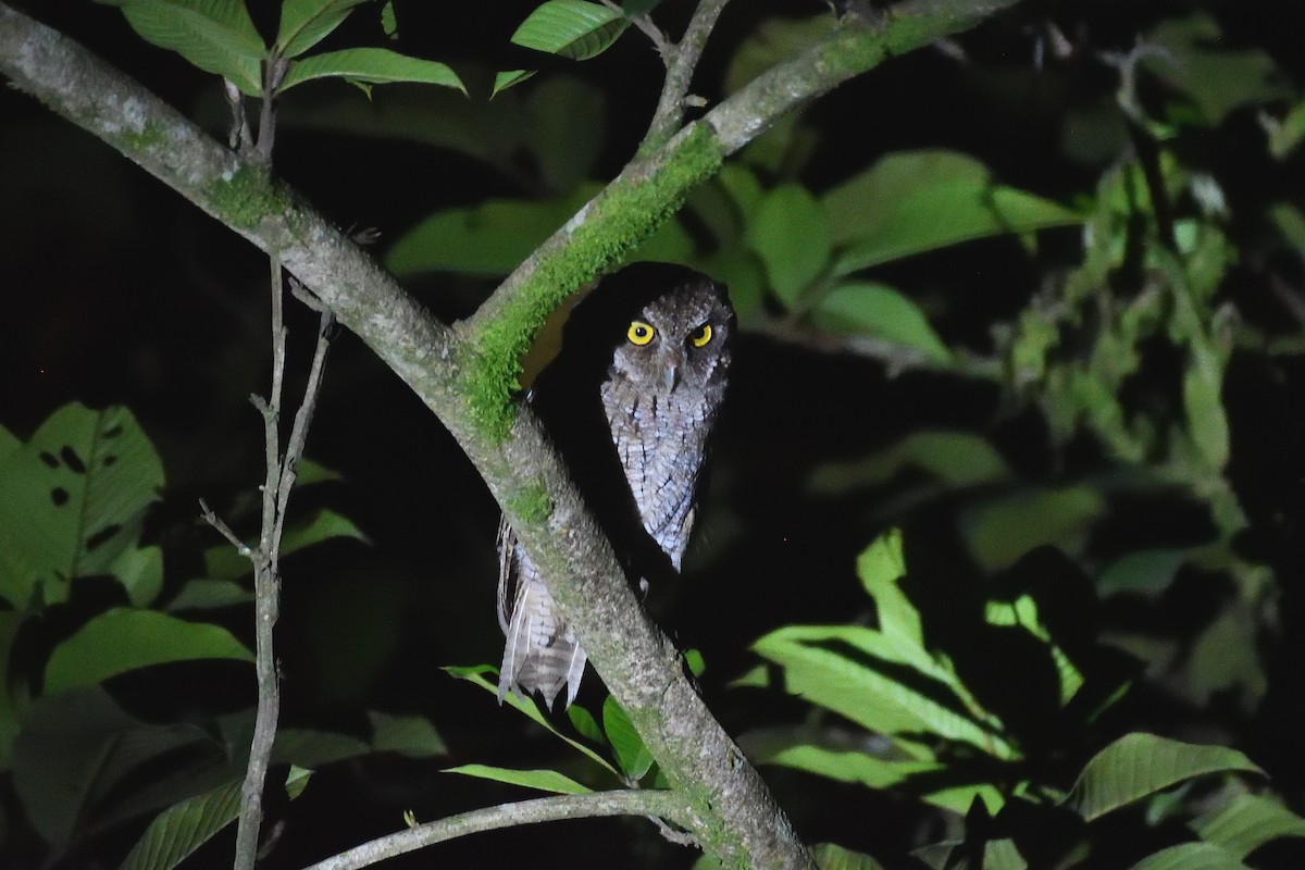 Tropical Screech-Owl - Hugh Whelan