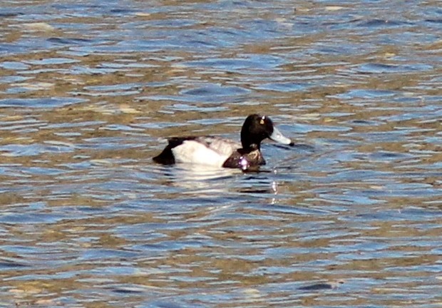 Greater Scaup - ML159999531