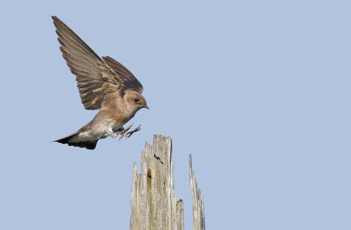 Northern Rough-winged Swallow - ML159999701