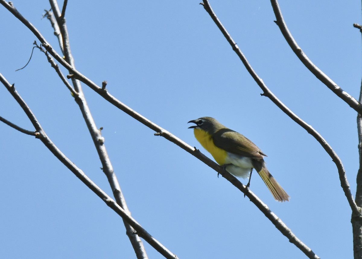 Yellow-breasted Chat - ML160000151