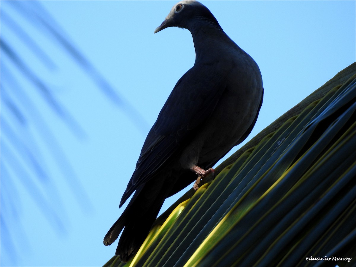 White-crowned Pigeon - ML160000891