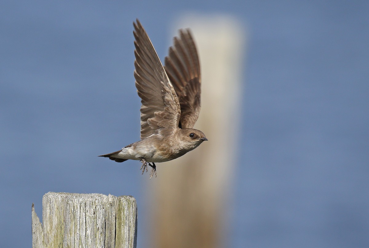 Northern Rough-winged Swallow - ML160001711