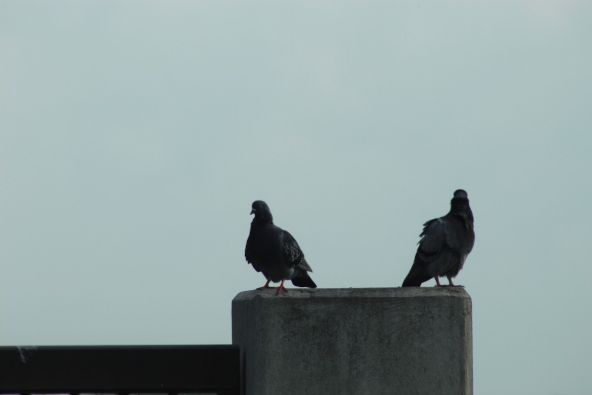 Rock Pigeon (Feral Pigeon) - ML160001991