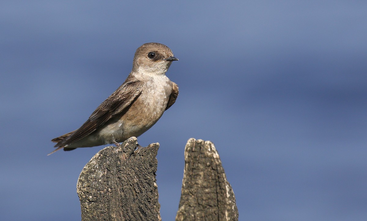 Northern Rough-winged Swallow - ML160002321