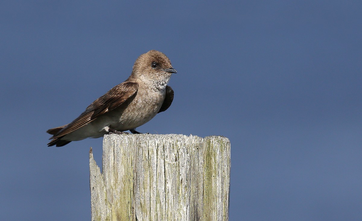 Northern Rough-winged Swallow - ML160003561
