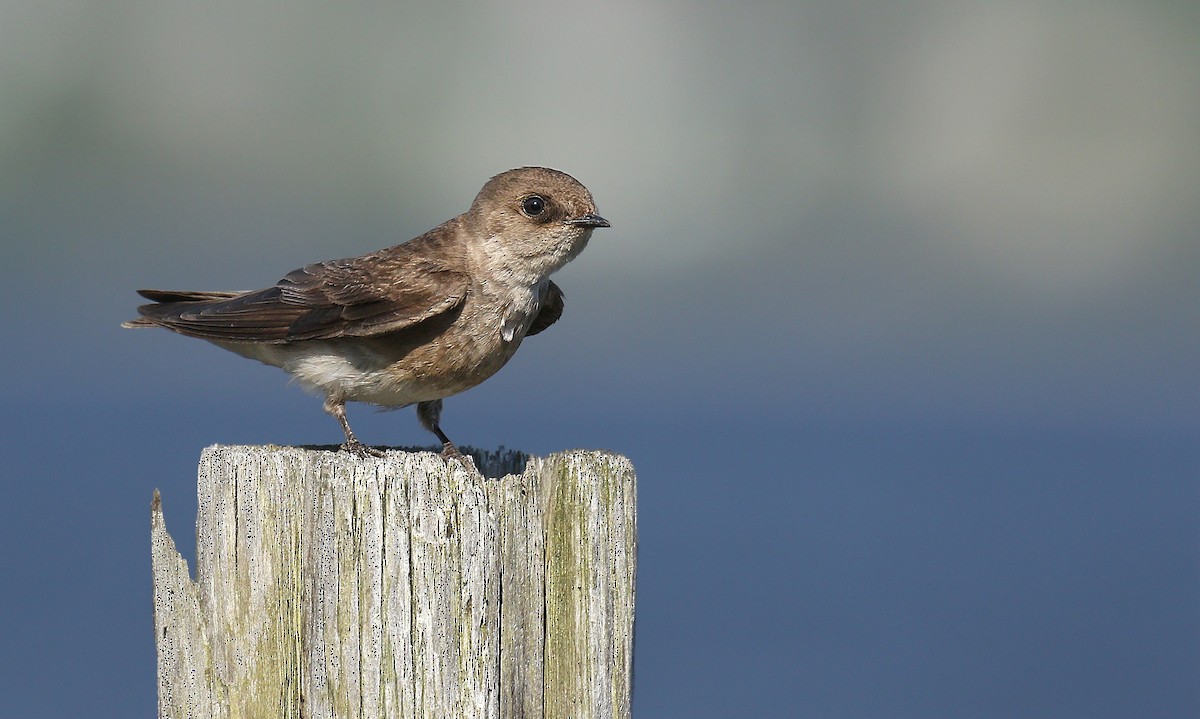 Northern Rough-winged Swallow - ML160003571