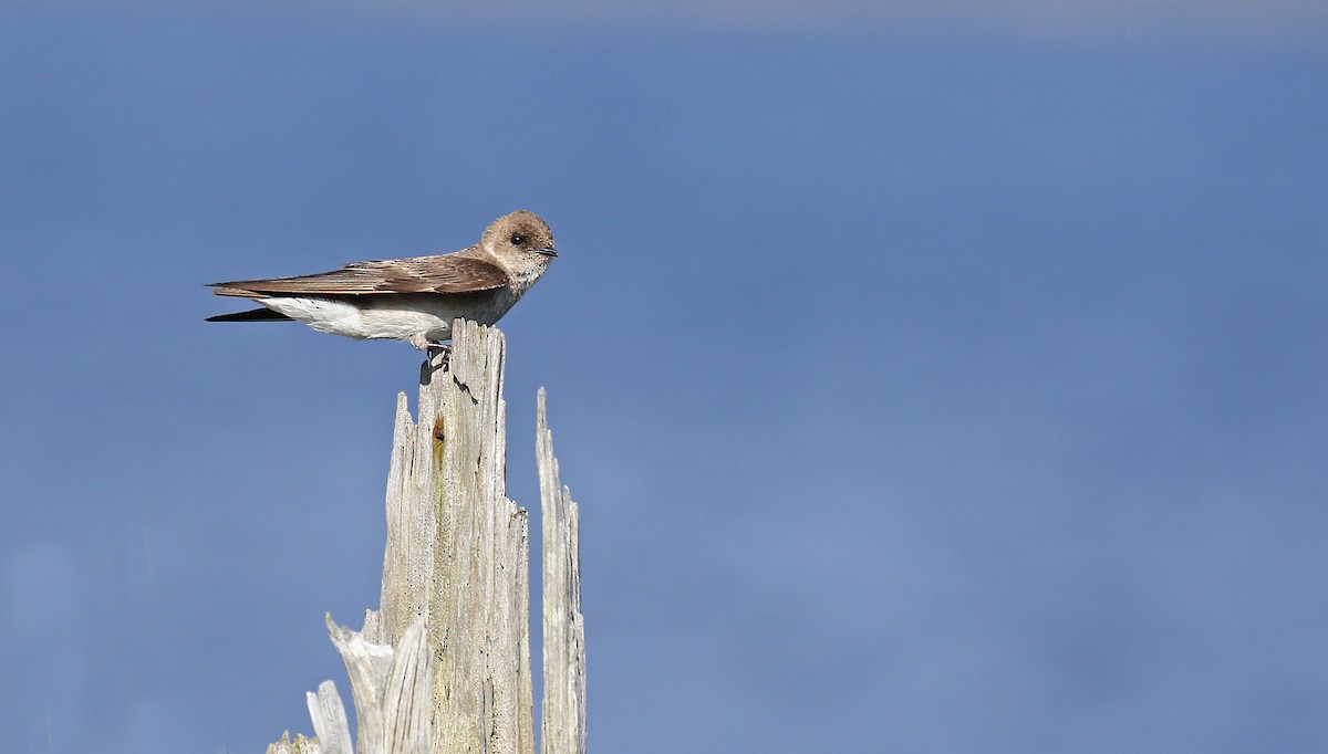 Northern Rough-winged Swallow - ML160003581
