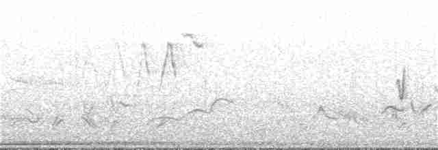 Connecticut Warbler - ML160003631
