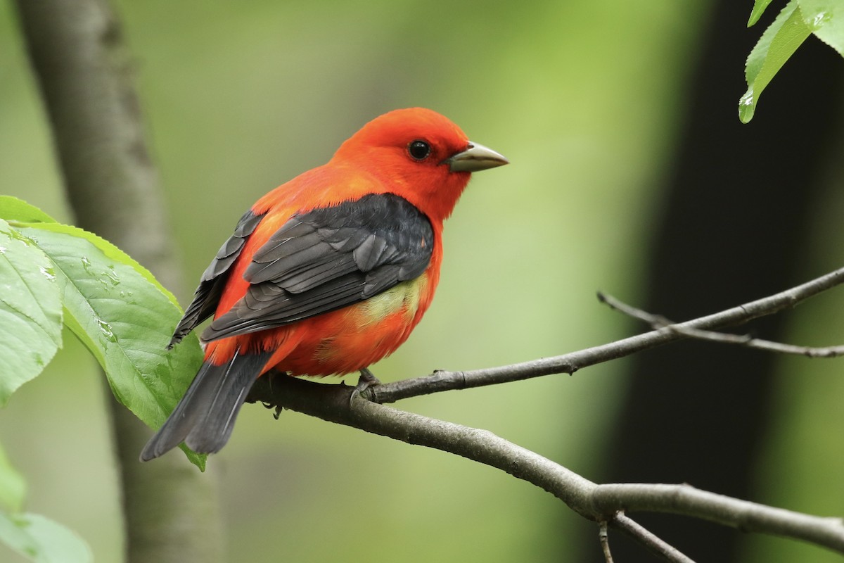 Scarlet Tanager - ML160004991