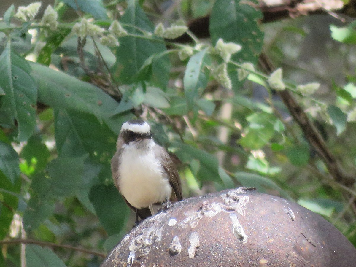 White-browed Fantail - ML160007291