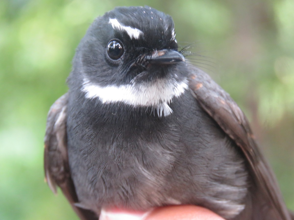 White-throated Fantail - ML160007361