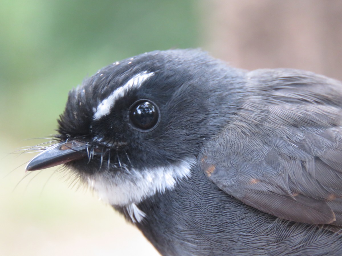 White-throated Fantail - ML160007371