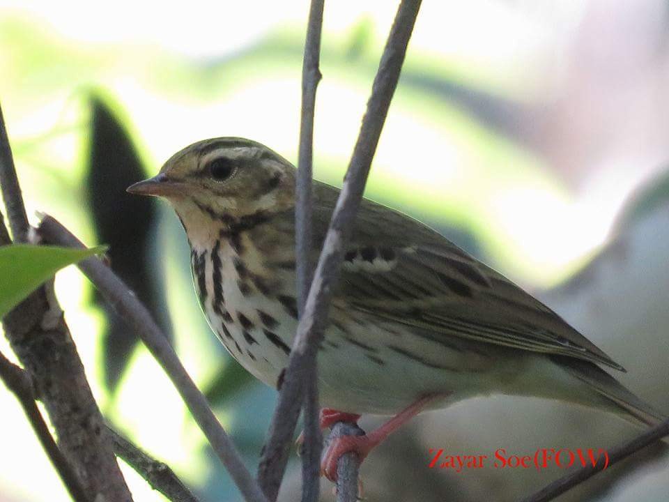 Olive-backed Pipit - ML160008001