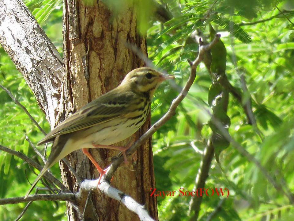 Olive-backed Pipit - ML160008011