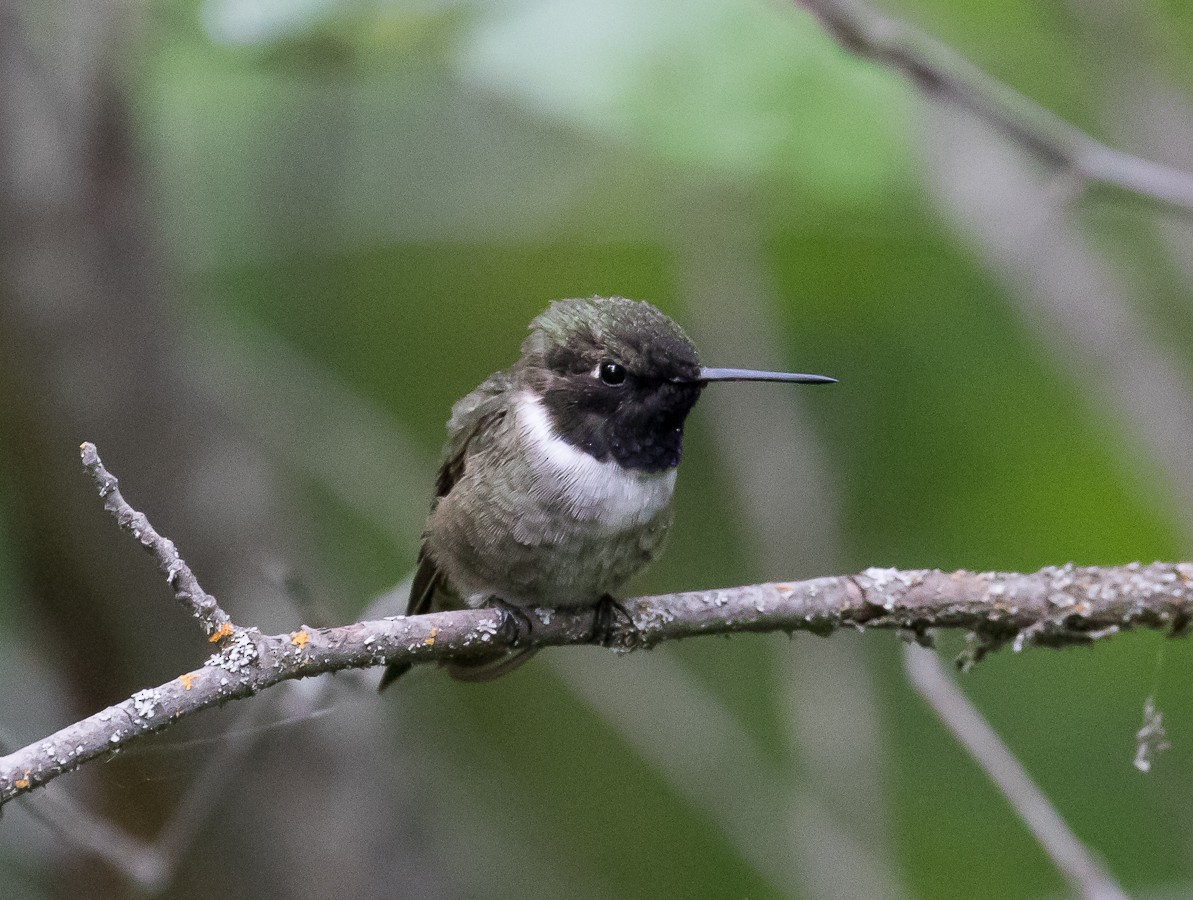Black-chinned Hummingbird - ML160012491