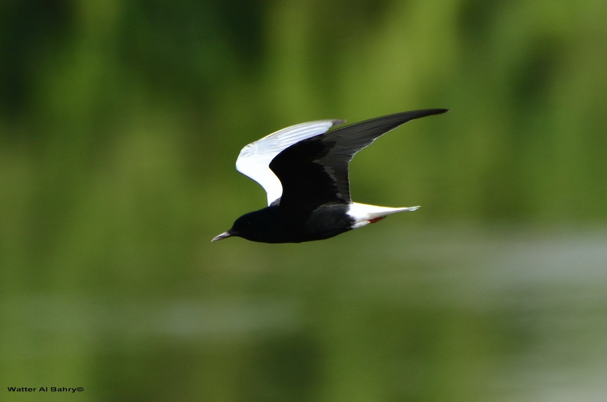 White-winged Tern - ML160013691