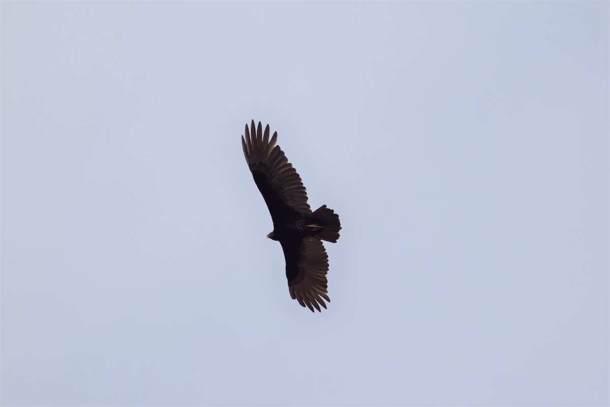 Turkey Vulture - ML160013891