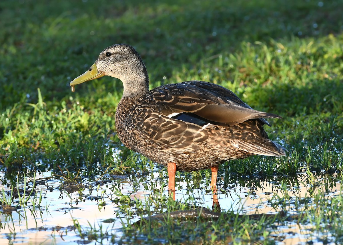 Mexican Duck - ML160015631