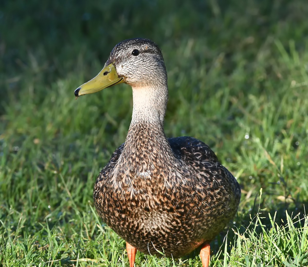 Mexican Duck - ML160015671