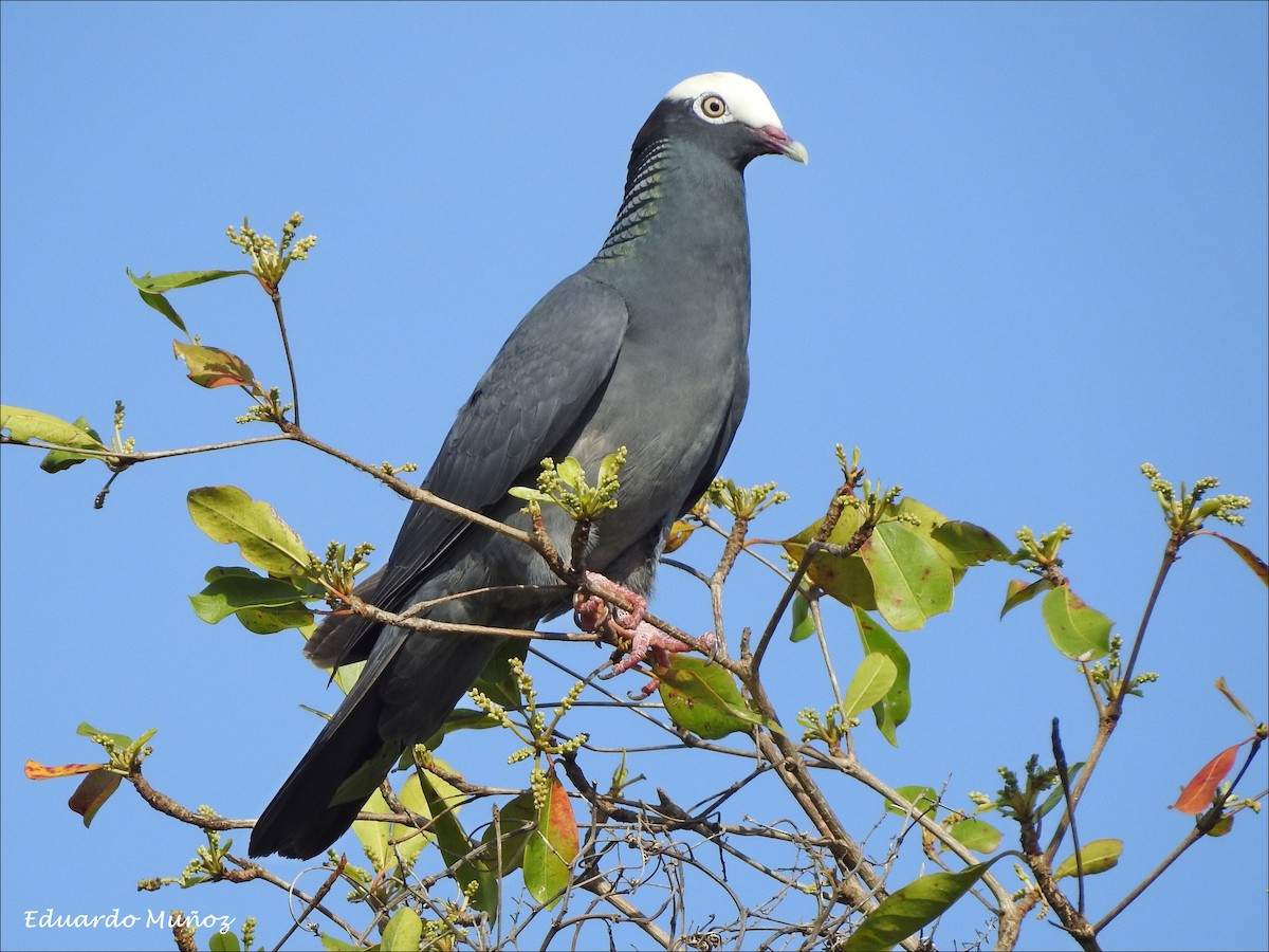 White-crowned Pigeon - ML160015911