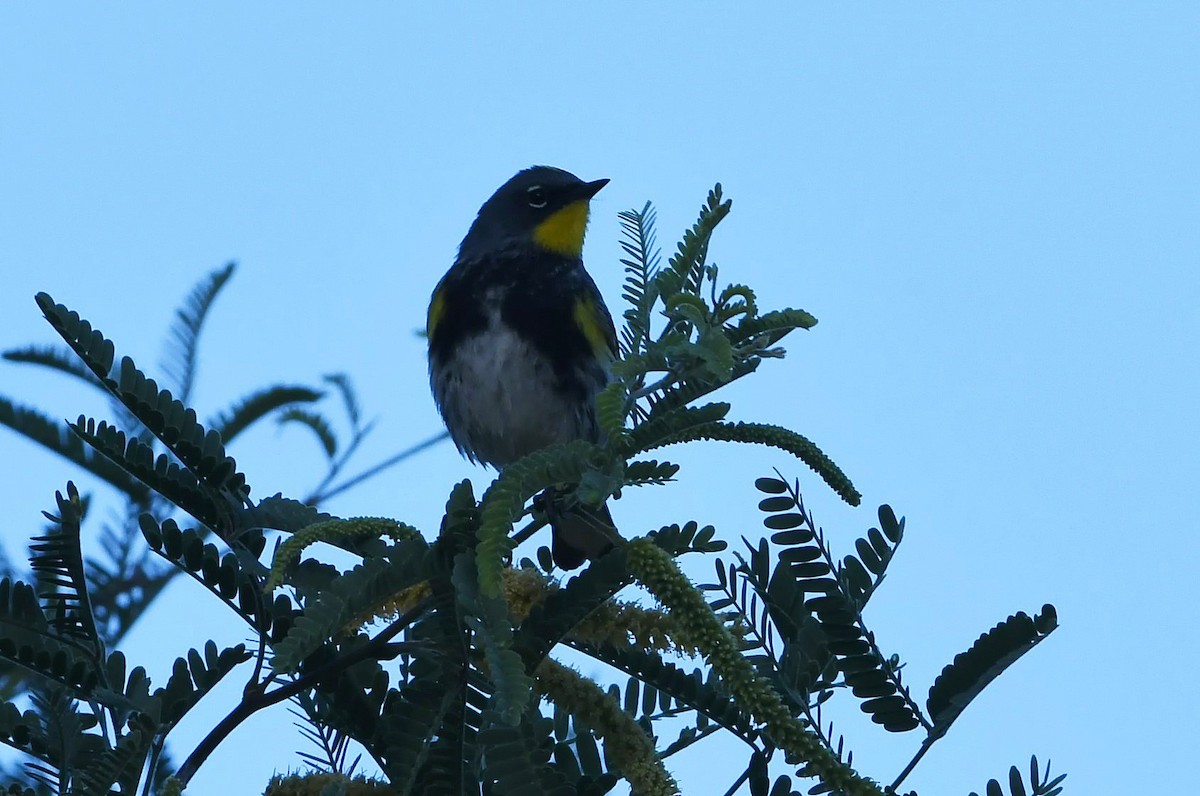 Yellow-rumped Warbler (Audubon's) - ML160016201