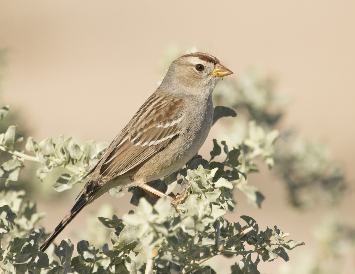 White-crowned Sparrow - Jan Allen