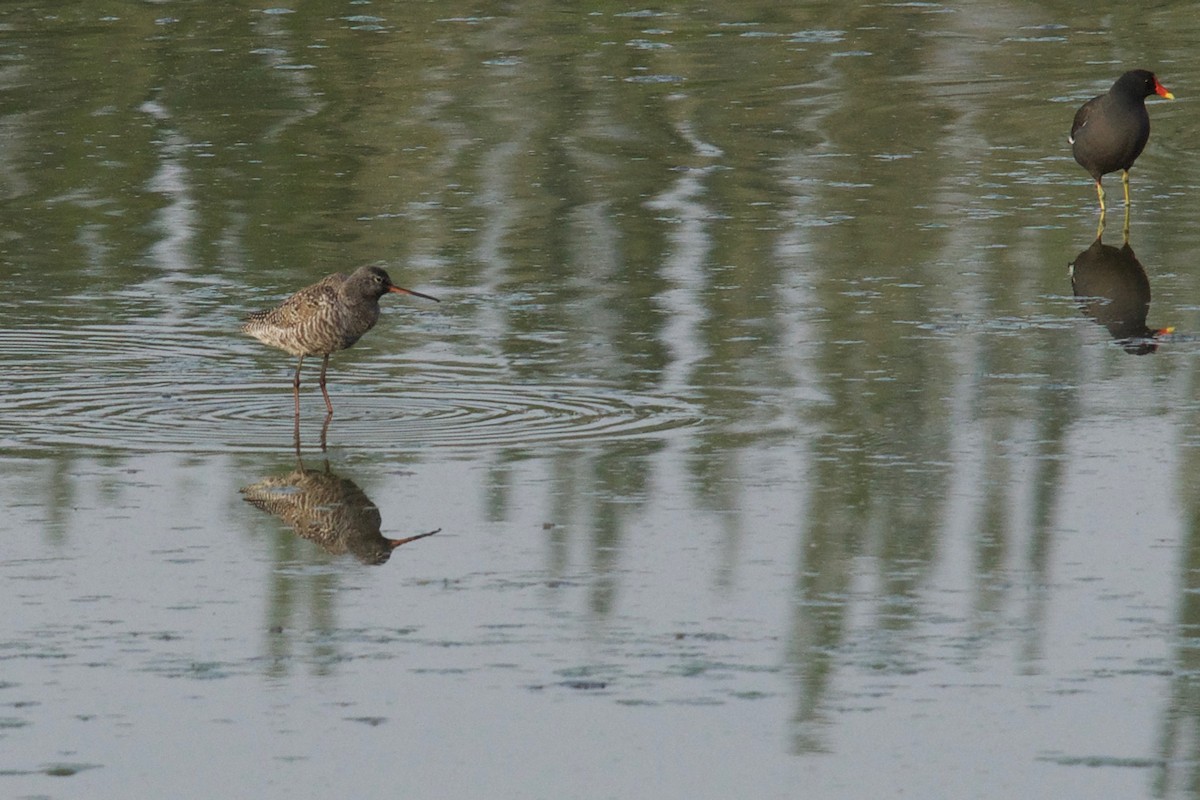 Spotted Redshank - ML160021261