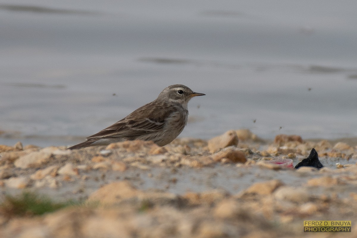 Water Pipit - ML160021321