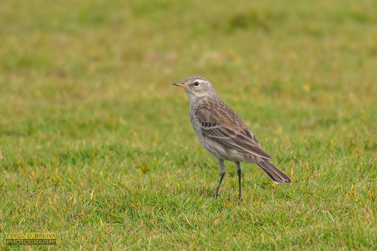 Water Pipit - ML160021361
