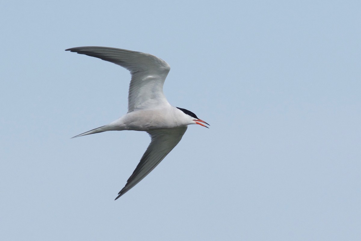 Common Tern - ML160022101