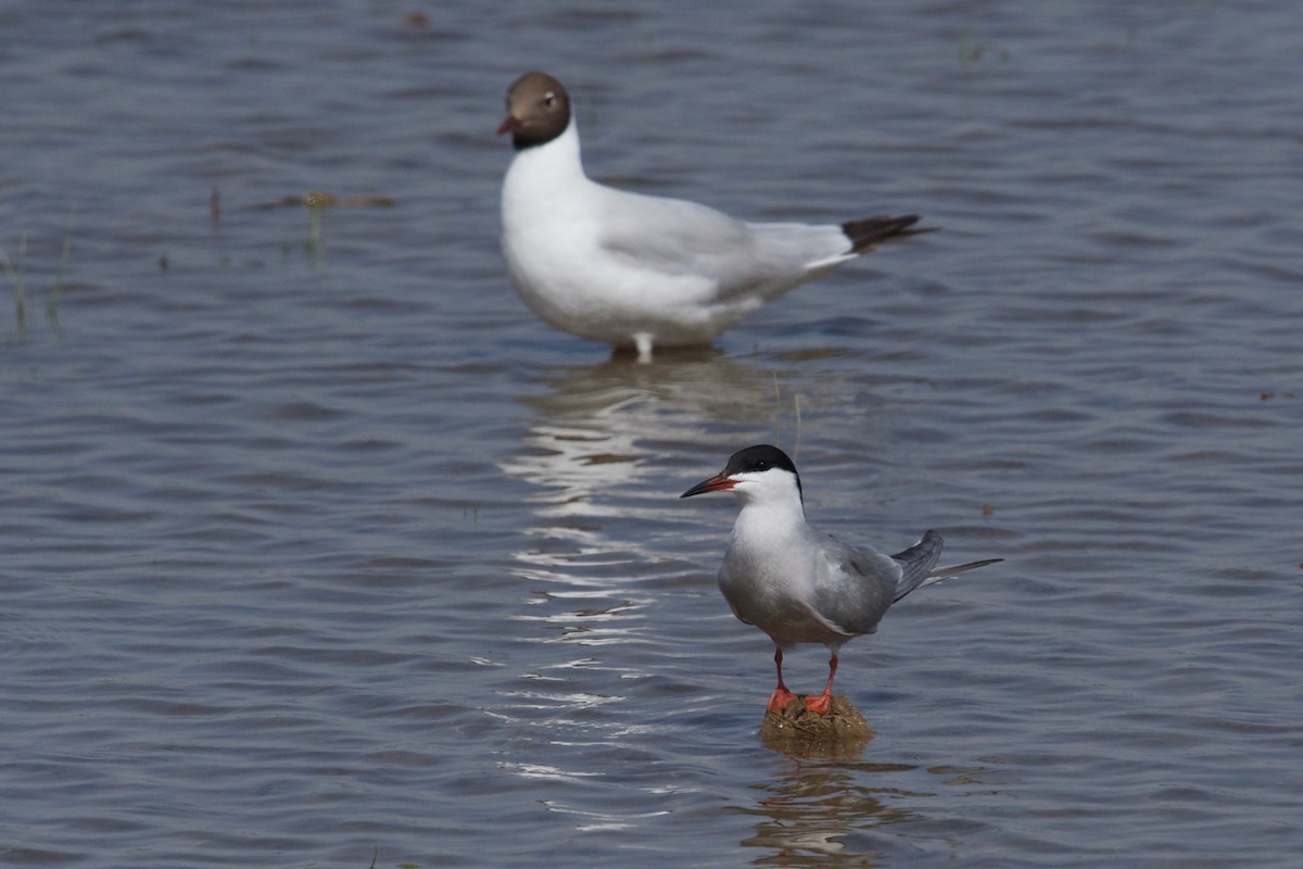 Common Tern - ML160022131