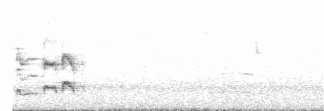 Güneyli Fare Rengi Tiranulet - ML160026541