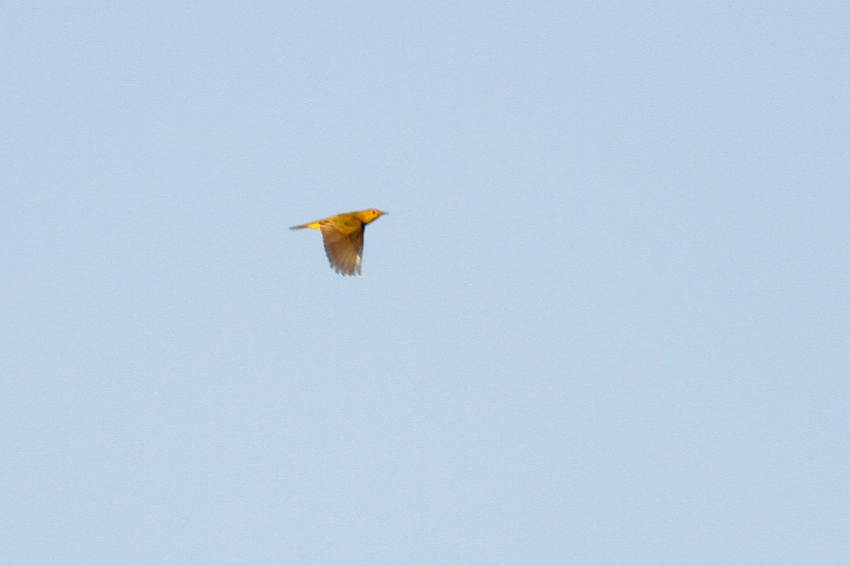 Yellow Warbler (Northern) - Miles Brengle