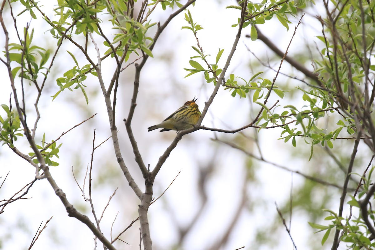 Cape May Warbler - ML160038761