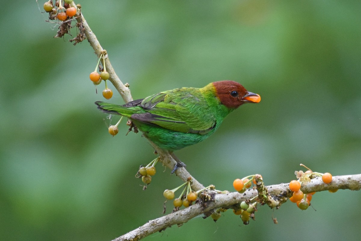 Bay-headed Tanager - ML160040191