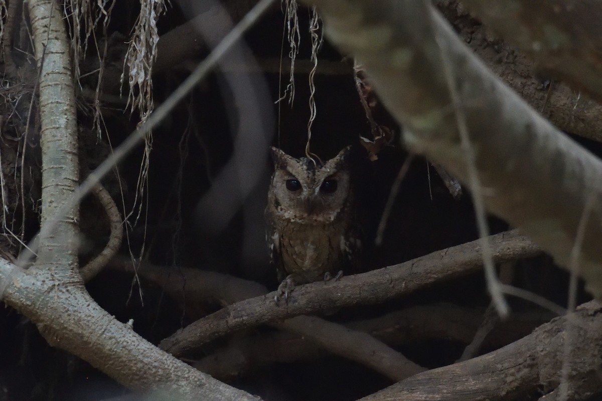 Indian Scops-Owl - Hemanth Byatroy