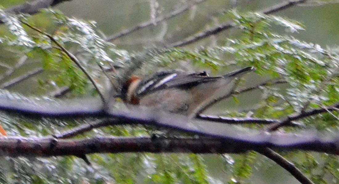 Bay-breasted Warbler - ML160049101