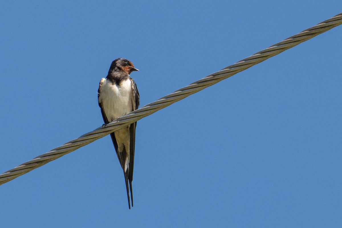Barn Swallow (White-bellied) - ML160049631