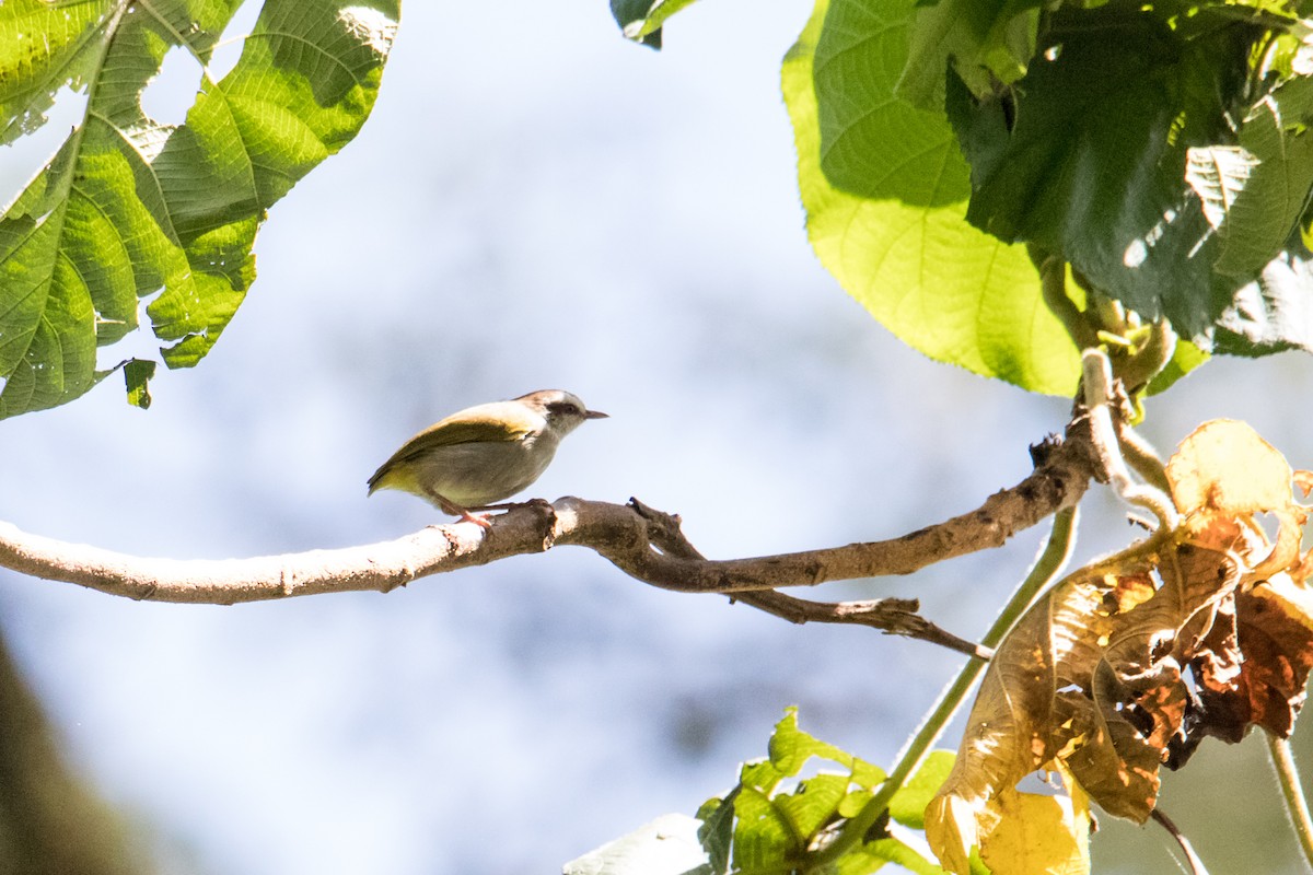 White-browed Crombec - ML160050591