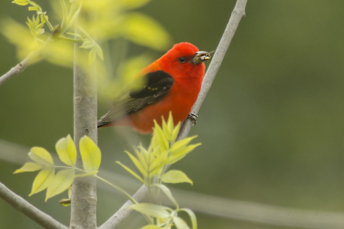 Scarlet Tanager - ML160054881