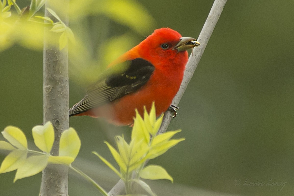 Scarlet Tanager - Lucien Lemay