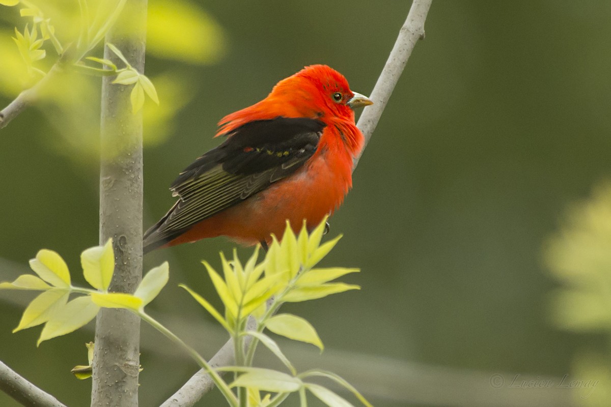 Scarlet Tanager - ML160054931