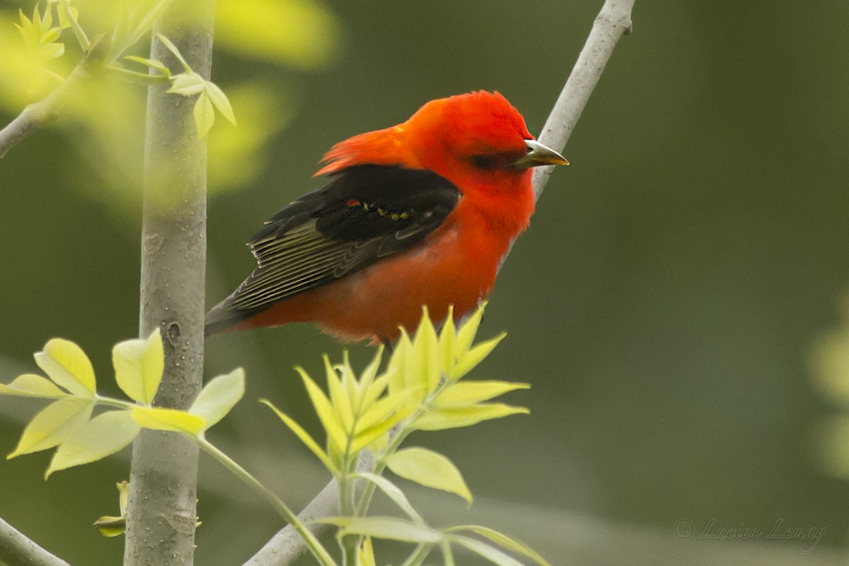 Scarlet Tanager - ML160054981