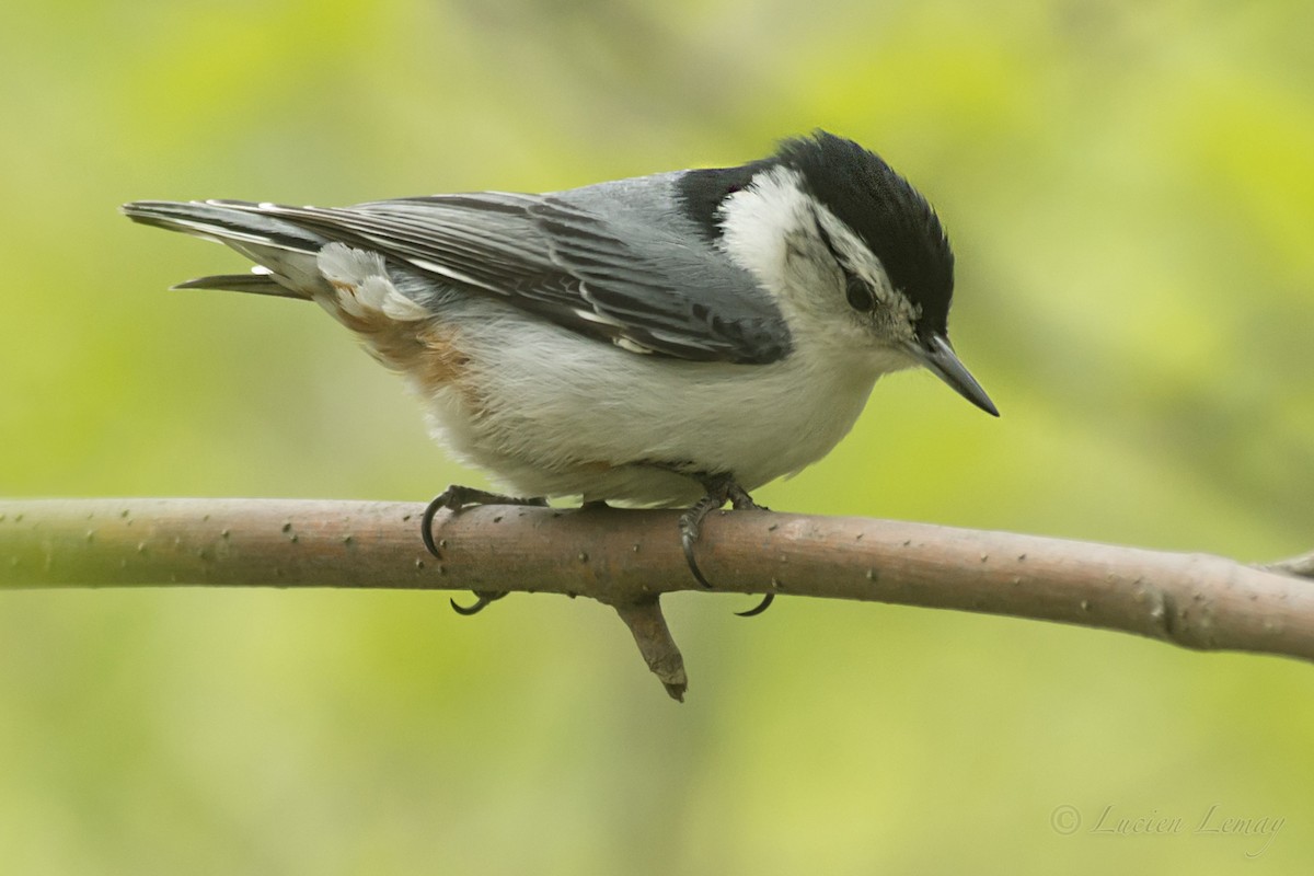 White-breasted Nuthatch - Lucien Lemay