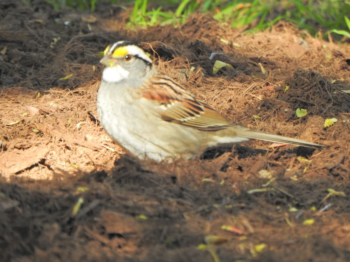 White-throated Sparrow - Anna Martin