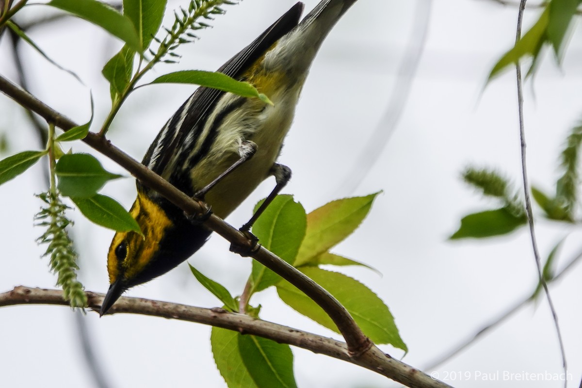 Black-throated Green Warbler - Paul Breitenbach
