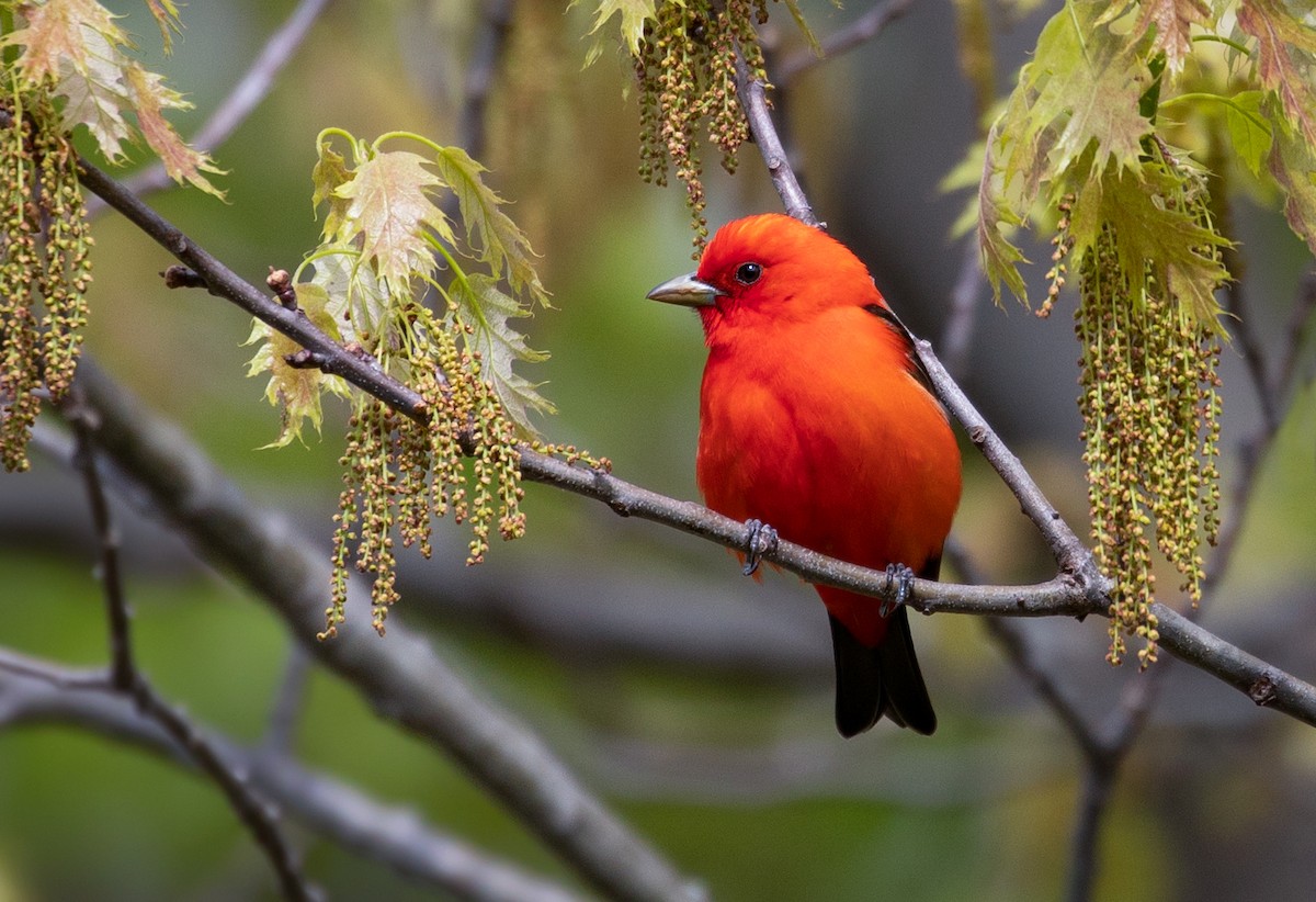 Scarlet Tanager - ML160060301