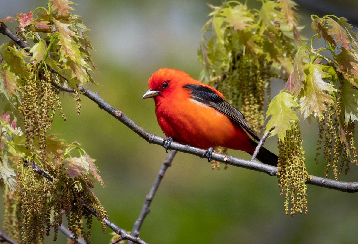 Scarlet Tanager - ML160060311